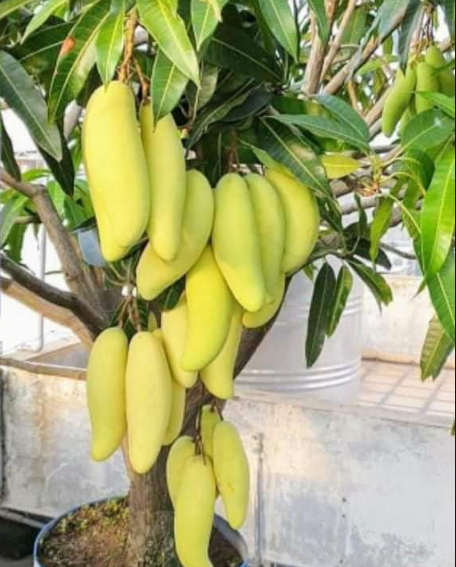 Banana Mango Plants — Mango sapling available at Agro Nursery Garden